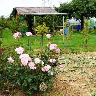 Gartenbilder 2009 13 20140310 1329052314