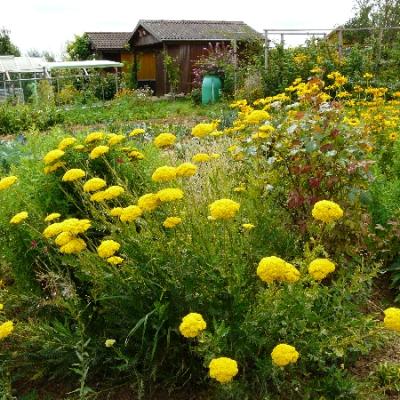 Gartenbilder 2009 57 20140310 1443887970